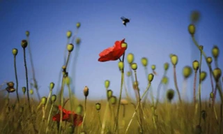 Những bức ảnh thiên nhiên hoang dã ấn tượng nhất tuần