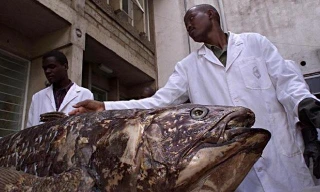 Loài cá "hóa thạch sống" có kích thước to lớn tương đương con người.