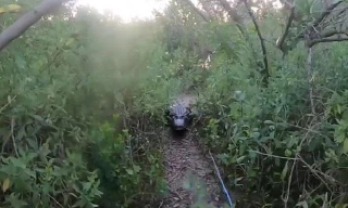 Video thót tim thanh niên bị cá sấu rượt đuổi, ngã dúi dụi khi chạy thoát thân