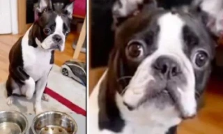 Vẻ mặt ngơ ngác, thất vọng, ỉu xìu của chú chó Toby khi bị chủ ép "ăn kiêng".