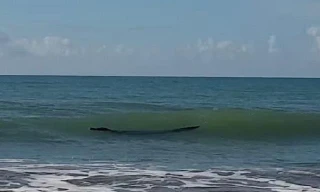 Nhìn xa tưởng khúc gỗ trôi bồng bềnh giữa làn nước, nhưng thực ra lại là một con cá sấu khổng lồ.