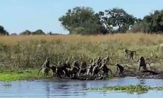 Khỉ đầu chó tấn công cá sấu.