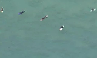 Đàn cá mập 5 con cách những người lướt sóng chỉ vài mét.