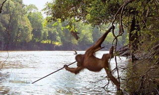 Đười ươi bắt cá.