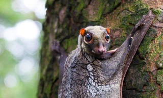 Top 10 loài động vật kỳ lạ hiện còn sinh sống trên Trái Đất