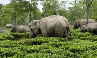 Ảnh ấn tượng nhất trong tuần: Phát hiện loài sứa mới, voi ‘xâm nhập’ vườn trà
