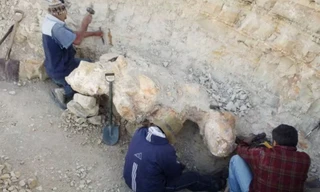 Phát hiện loài động vật khổng lồ nhất mọi thời đại tại sa mạc Peru