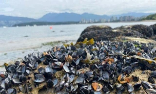 Sốc, nắng nóng kinh hoàng 'luộc chín' hơn một tỷ động vật ven biển Canada