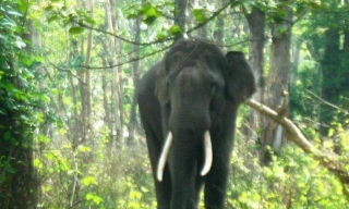Voi hoang dã thường xuyên chạm trán với con người vào mùa Hè.