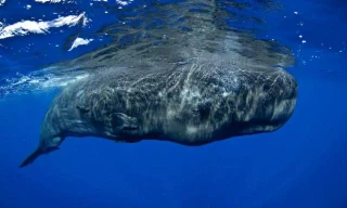 Cá nhà táng thuộc về bộ cá voi, phân bộ cá voi có răng. Long diên hương được cá nhà táng tạo ra còn quý hơn vàng.