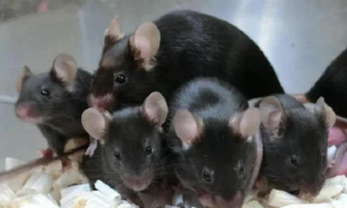 Chuột con được sinh ra từ tinh trùng đông lạnh được lưu trữ gần 6 năm trên ISS tiếp xúc với bức xạ không gian vẫn khỏe mạnh bình thường.