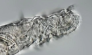 Hình ảnh phóng to của con luân trùng sống sót sau 24.000 năm bị đóng băng trong lớp băng vĩnh cửu ở Bắc Cực.