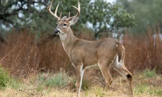 Virus SARS-CoV-2 lây từ hươu sang người: Nguy cơ đại dịch trở lại?