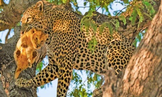 Báo hoa mai bắt sư tử con.