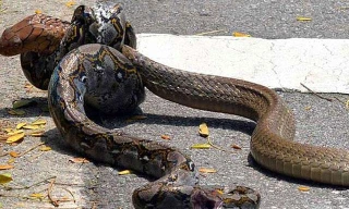 Rắn hổ mang chúa ‘khủng’ đoạt mạng trăn gấm ngay trên đường phố