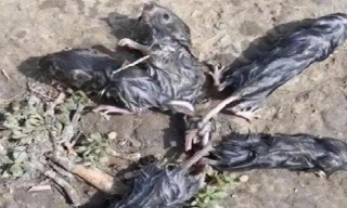 Những con chuột bị quấn chặt vào nhau ở phần đuôi.