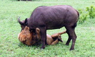 Sư tử ẩn nấp tài tình, đoạt mạng trâu rừng trong ‘một nốt nhạc’