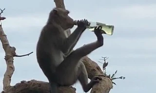 Khỉ nghiện rượu.