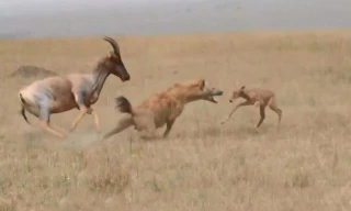 Vừa chào đời, linh dương con đã nhận cái kết thảm khốc khi chạm trán linh cẩu tinh ranh