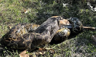 Trăn Miến Điện cái dài 4,5 mét, nặng 52 kg nuốt chửng một con hươu đuôi trắng nặng 35 kg ở phía tây nam Florida. Ảnh: Ian Bartoszek, Conservancy of Southwest Florida.