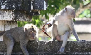 Khỉ đuôi dài trộm kính.