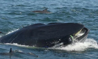 Sự thật việc người đàn ông bị cá voi nuốt chửng