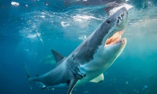 Cá mập - "sát thủ của biển cả" - đã gây ra nhiều vụ tấn công khiếp sợ đối với con người.