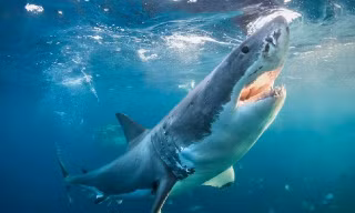 Cá mập - "sát thủ của biển cả" - đã gây ra nhiều vụ tấn công khiếp sợ đối với con người.