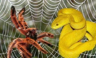 Nhện ăn thịt rắn: Hành vi săn mồi lạ thường, khiến giới khoa học kinh ngạc 