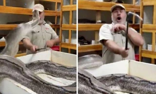 Clip: Sợ bị lấy mất trứng, trăn khổng lồ lao lên đớp, chủ vườn thú may mắn né kịp