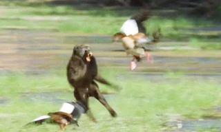 Ngỗng trời bố mẹ cố gắng ngăn cản khỉ đầu chó giết con.