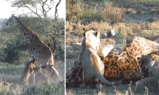 Bầy sư tử hạ sát hươu cao cổ.