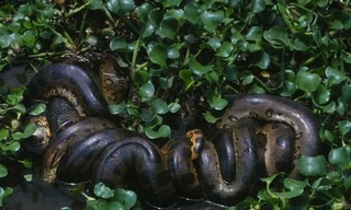 Một con Anaconda xanh phương Bắc. Ảnh: Independent