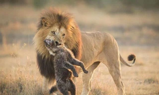 Sư tử giết linh cẩu.