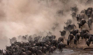 Linh dương đầu bò chen chúc vượt sông.