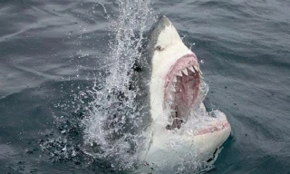 Clip sốc: Cá mập bất thình lình nhảy lên khỏi mặt biển, ngoạm chân người