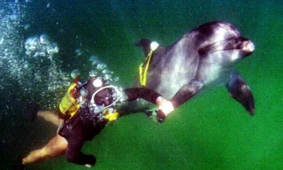 Vì sao cá heo được Nga triển khai bảo vệ căn cứ quan trọng giữa cuộc chiến với Ukraine?