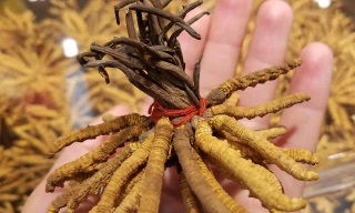 Nấm sâu bướm hay còn được biết đến với cái tên quen thuộc hơn là đông trùng hạ thảo.