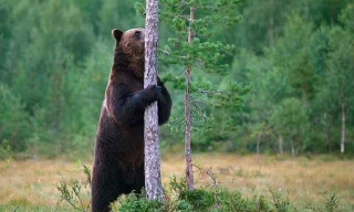 Gấu nâu có sở thích cọ sát vào cây cối, cột điện...