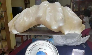 Viên ngọc trai vứt gầm giường được cho là lớn nhất thế giới.