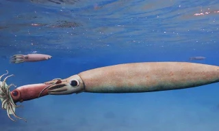 Hình ảnh minh họa cho thấy một con mực ma cà rồng lớn hơn tóm gọn đồng loại nhỏ hơn trong 8 xúc tu của nó. 