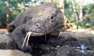 Loài rồng Komodo đã chuyển từ dễ bị đe dọa sang nguy cấp trong danh sách đỏ của IUCN. Ảnh: Gerardo Garcia/Chester Zoo.
