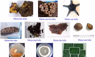 Phát hiện chất diệt ung thư từ San hô, Da gai ở biển Nam Trung Bộ 