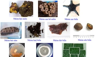 Phát hiện chất diệt ung thư từ San hô, Da gai ở biển Nam Trung Bộ 