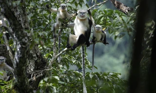 Loài Voọc kêu cứu