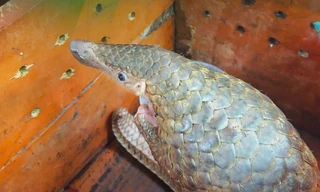 Tái thả 12 động vật quý hiếm về rừng