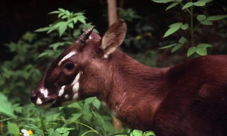 Rót thêm tiền bảo vệ loài thú bí ẩn nhất thế giới