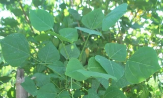 Điều chế sản phẩm hỗ trợ điều trị tiểu đường từ cây dại mọc khắp nơi