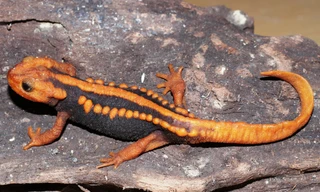 Những loài cá kỳ dị, vô cùng hiếm gặp ở Việt Nam