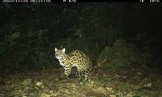 Chụp cả triệu bức ảnh nhưng không ghi nhận được Hổ, Sao la ở Việt Nam